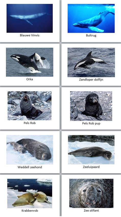 Animals at Antarctica | Antarctica, Continents, Homeschool geography