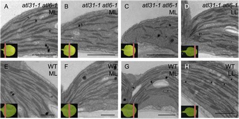 Plastid ultrastructure. Transmission electron microscopic images of... | Download Scientific Diagram