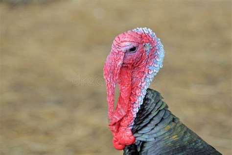 Turkey Head With Snood And Wattle (skin Folds) Stock Image - Image of aves, bird: 14050191
