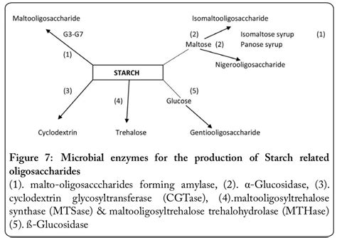 Functional Oligosaccharides: Chemicals Structure, Manufacturing, Health Benefits, Applications ...