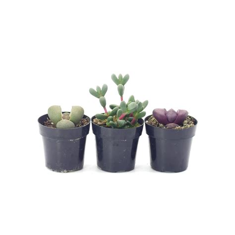 Living Stone Variety 3 Pack Live Succulent Plant Mini Plant House Plant ...