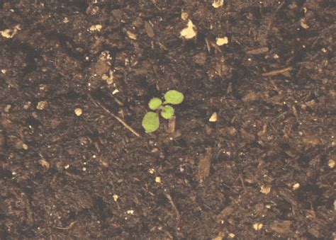 Plant Growth GIFs - Find & Share on GIPHY