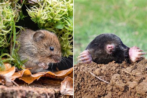 Vole vs. Mole: What's the Difference? in 2022 | Waterfalls backyard ...