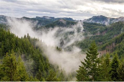 Why Oregon loves the Doug-fir - Oregon Forests Forever