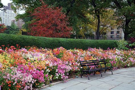 Central Park Conservatory Garden in Autumn Photograph by DM Carpenter