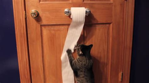 Cute Funny Cat Unrolls Toilet Paper - YouTube