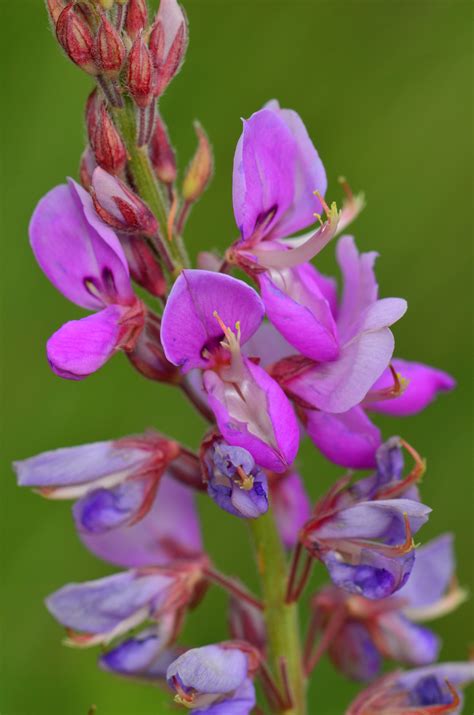 Desmodium canadense – Meadow City