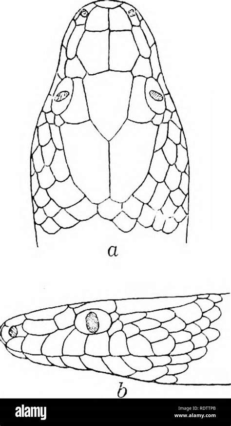 . The snakes of the Philippine Islands. Snakes. OPHITES 121 small nasals, the anterior somewhat ...