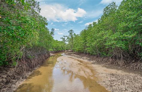 Mangrove Trees: How And What They Actually Eat - Tree Journey