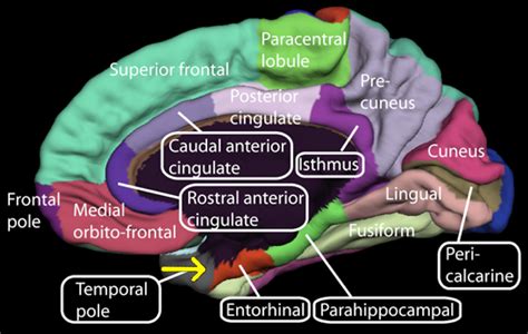 File:Medial surface of cerebral cortex - entorhinal cortex.png - Wikipedia