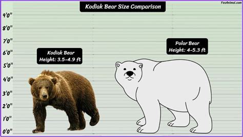 Kodiak Bear Size: How Big Are They? Compared With Others