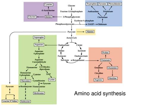 PPT - Biosynthesis of Plant-derived flavor compounds PowerPoint ...