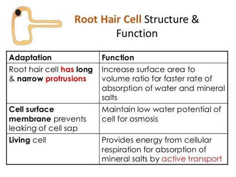 Transport in plants