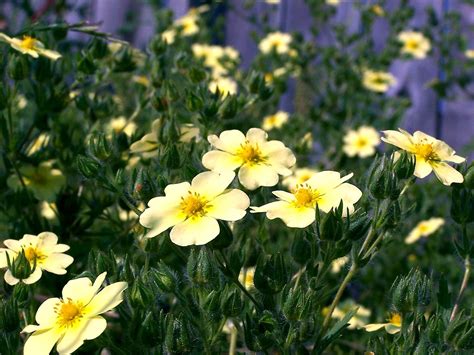 Cinquefoil | Herbaceous, Perennial, Medicinal | Britannica