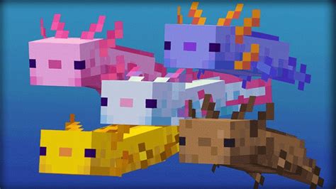 Axolotl Breeding Guide Minecraft at Alma Hall blog