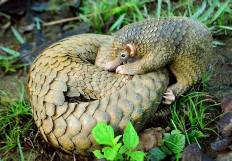 New Study Brings Hope for the Philippine Pangolin - Pangolin Crisis Fund