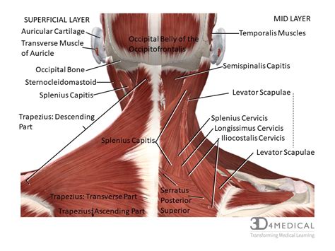 Muscles – Advanced Anatomy 2nd. Ed.