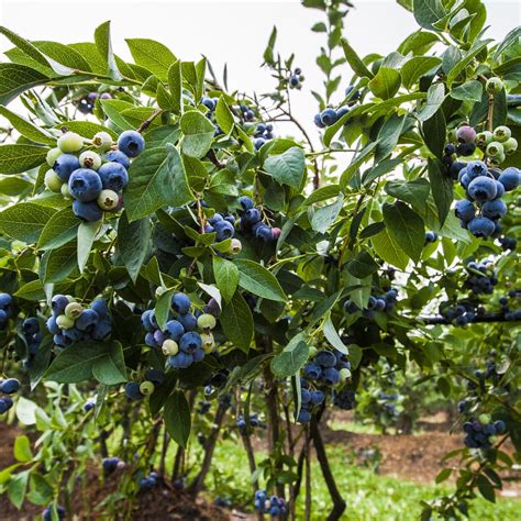 Preparing to Plant Blueberries | The Bibb Voice