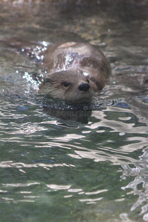 Swimming stock image. Image of pool, enjoyed, swimming - 115323221