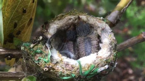 Hummingbird Eggs Hatching part 6 3-20-2020 - YouTube