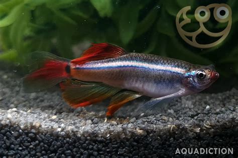 White Cloud Mountain Minnow - Longfin - Tanichthys albonubes var ...