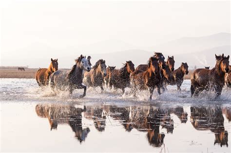 Herd Of Wild Horses Running In Water Stock Photo - Download Image Now ...