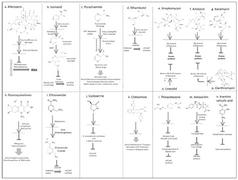 Mechanism of action of anti-tuberculosis drugs in Mycobacterium ...