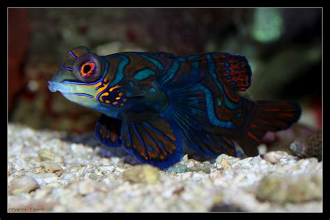 Mandarin Goby by oOBrieOo on DeviantArt