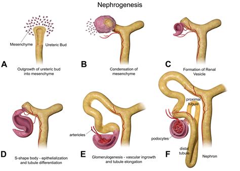 Histology Atlas of the Developing Mouse Urinary System With Emphasis on ...