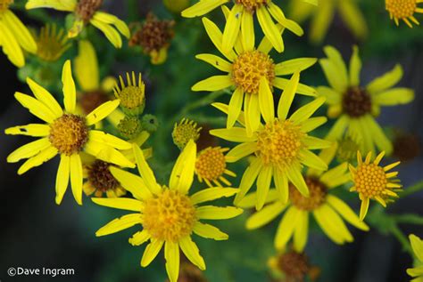 Tansy Ragwort