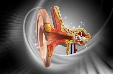 8 Things You May Not Know About The Vestibular (Balance) System and Vestibular Disorders - Brent ...