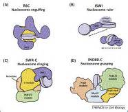 INO80 and SWR complexes: relating structure to function in chromatin ...