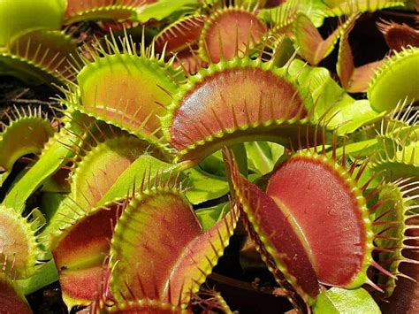 8 Cool Carnivorous Plants To Grow In Australia