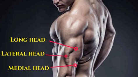 Medial head triceps exercises for Bigger, Stronger Arms