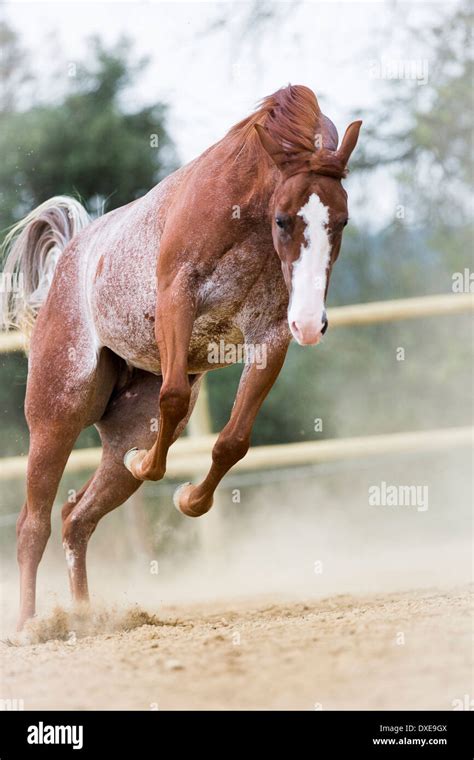 American Quarter Horse. Strawberry roan gelding bucking in a paddock ...