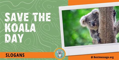 Save The Koala Day Messages, Quotes & Captions – Sample Messages