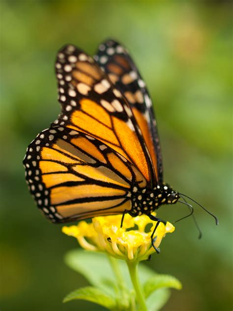 File:Monarch butterfly in Grand Canary.jpg - Wikimedia Commons