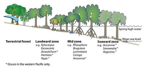 1 The three zones typical of mangrove habitats in the tropical Pacific,... | Download Scientific ...