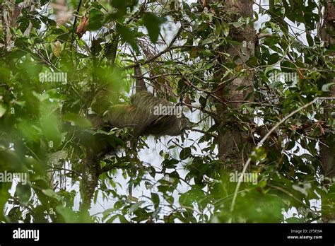 Linnaeuss two toed sloth, Choloepus didactylus, also southern two toed ...