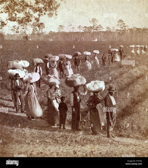 Slavery, South Carolina Cotton Plantation, 1860s Stock Photo - Alamy