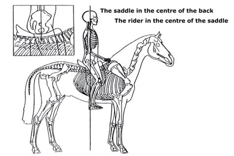 Saddle Fitting Guide Saddles Worldwide