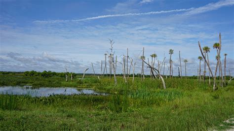 Orlando Wetlands Park | Wetland park, Orlando activities, Wetland