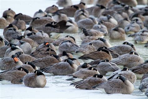 Canada Geese (Branta canadensis) flock on frozen lake at sunrise, Marion, Illinois, USA. - Stock ...