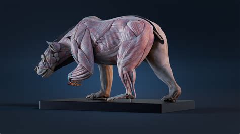 Digital Grizzly Anatomy Atlas for - FlippedNormals