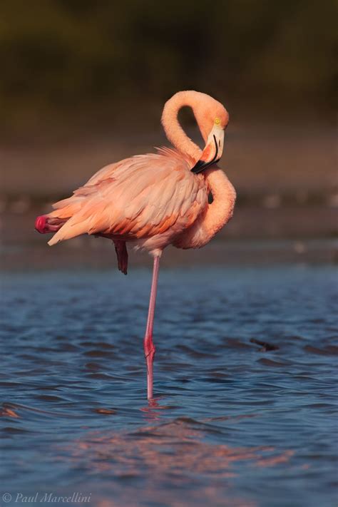 Everglades Flamingo : Florida Bay, Everglades National Park, Florida : Florida Landscape ...