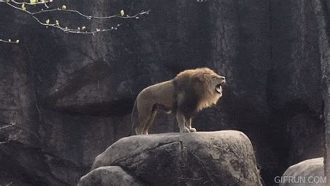 Best Lion Roar GIF Images - Mk GIFs.com