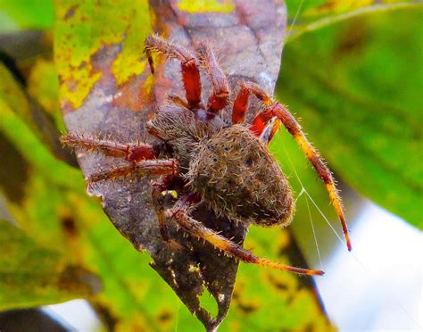 Barn Spider Photograph by Lindy Pollard - Pixels