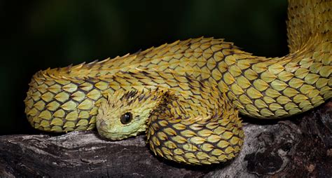 A World of Snakes.........: Atheris hispida (Venomous)