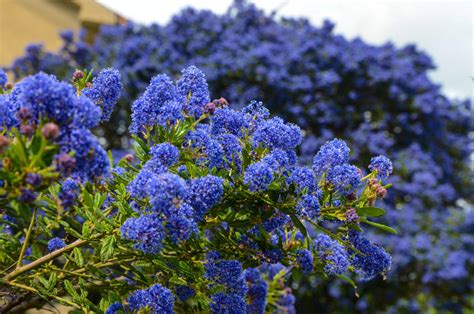 Pruning Ceanothus: 'Only Cut Back Into The Green Section Of Stems' Says ...