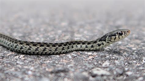 Common Gartersnake – Florida Snake ID Guide